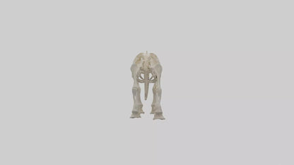 3D model Mammoth Skeleton model VR / AR / low-poly
