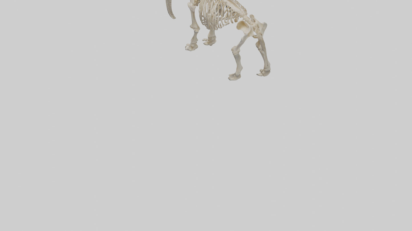 3D model Mammoth Skeleton model VR / AR / low-poly