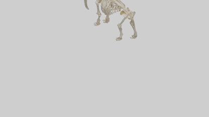 3D model Mammoth Skeleton model VR / AR / low-poly