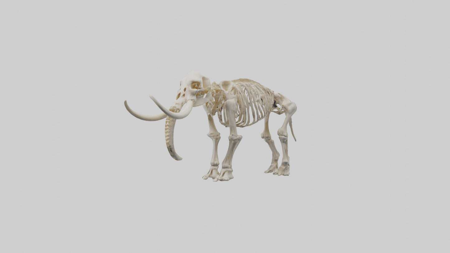 3D model Mammoth Skeleton model VR / AR / low-poly