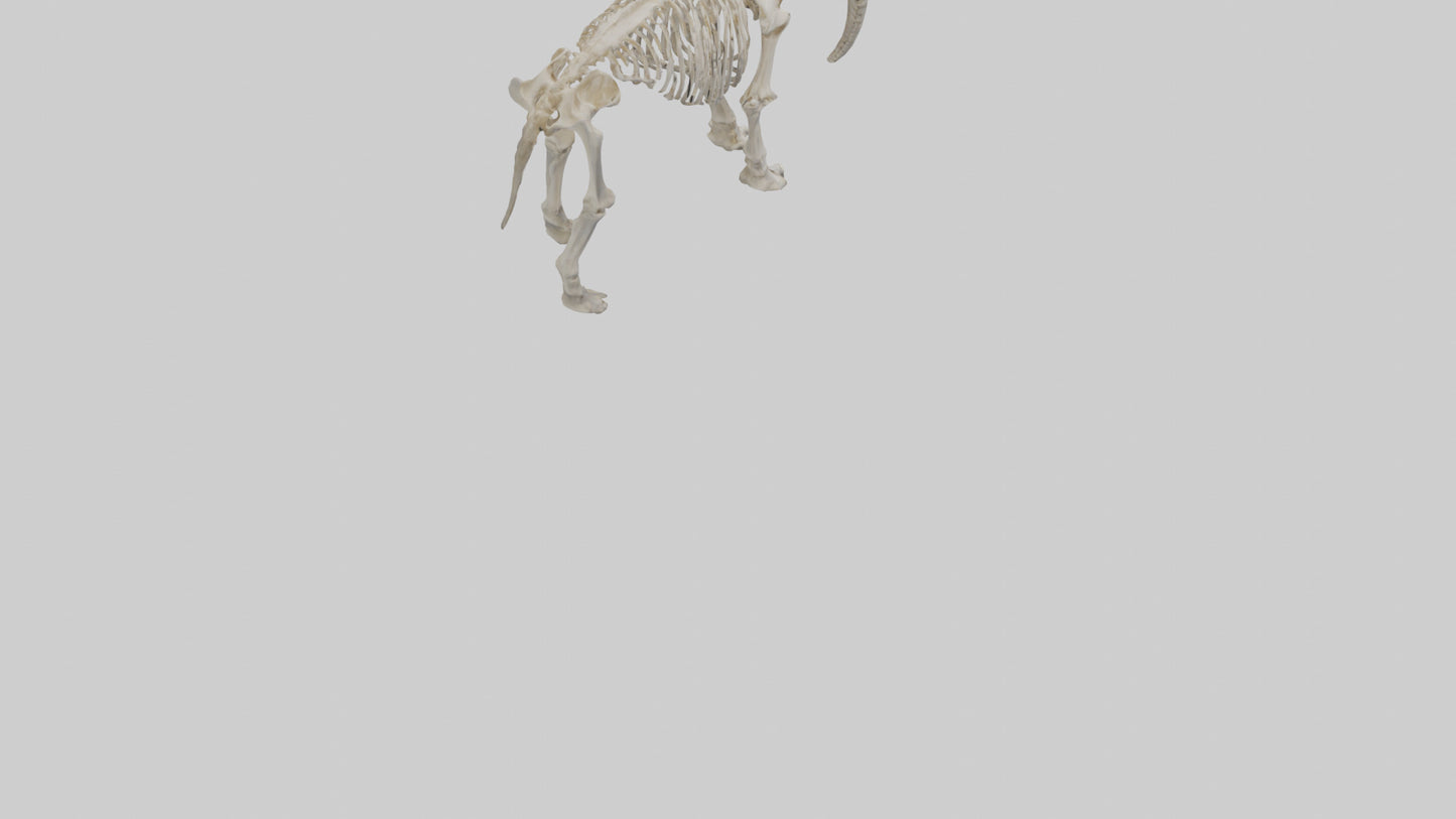 3D model Mammoth Skeleton model VR / AR / low-poly