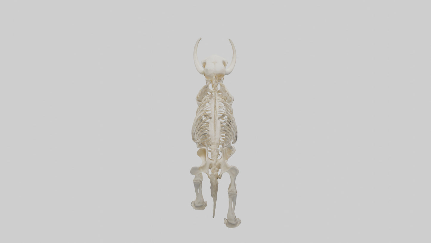3D model Mammoth Skeleton model VR / AR / low-poly