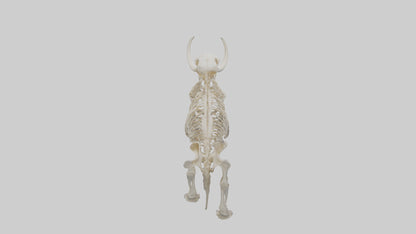 3D model Mammoth Skeleton model VR / AR / low-poly