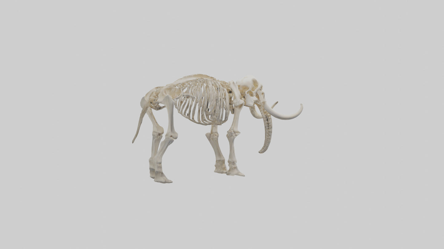 3D model Mammoth Skeleton model VR / AR / low-poly