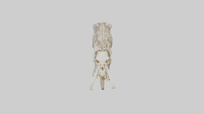3D model Mammoth Skeleton model VR / AR / low-poly