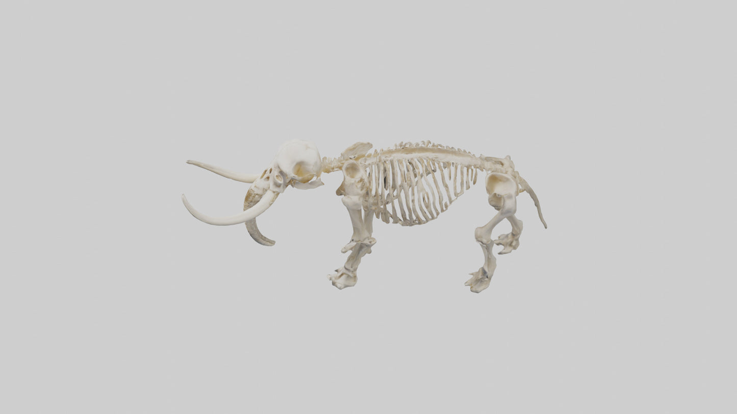 3D model Mammoth Skeleton model VR / AR / low-poly