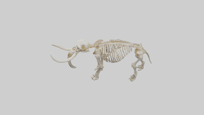 3D model Mammoth Skeleton model VR / AR / low-poly