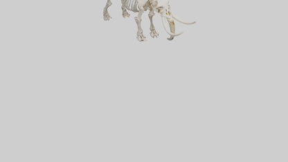 3D model Mammoth Skeleton model VR / AR / low-poly