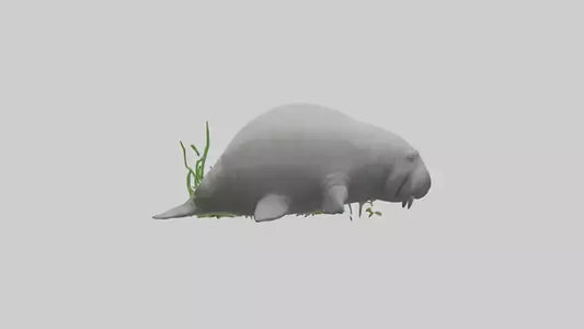 3D model Manatee grazing on seagrass model VR / AR / low-poly