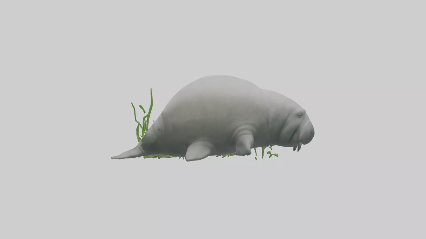 3D model Manatee grazing on seagrass model VR / AR / low-poly