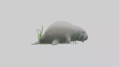 3D model Manatee grazing on seagrass model VR / AR / low-poly