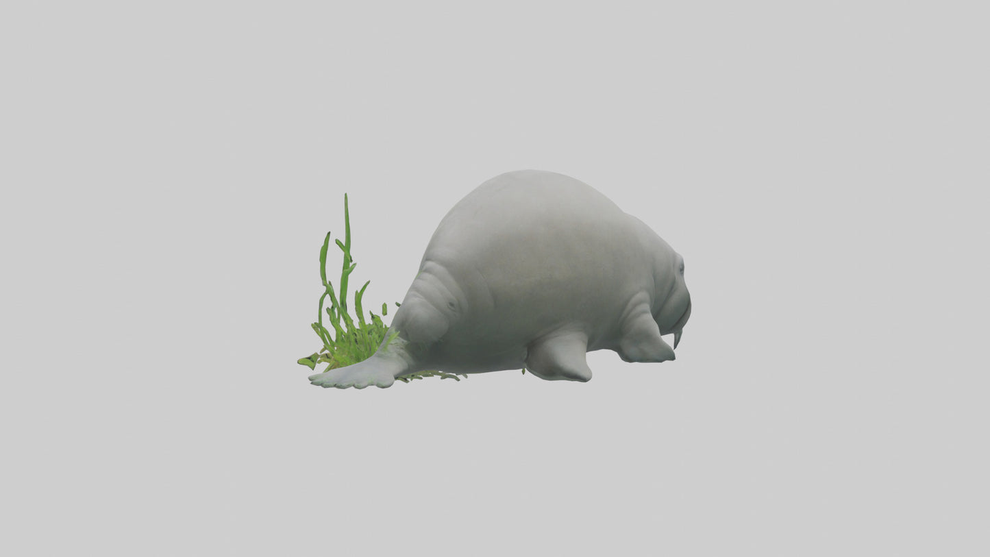 3D model Manatee grazing on seagrass model VR / AR / low-poly