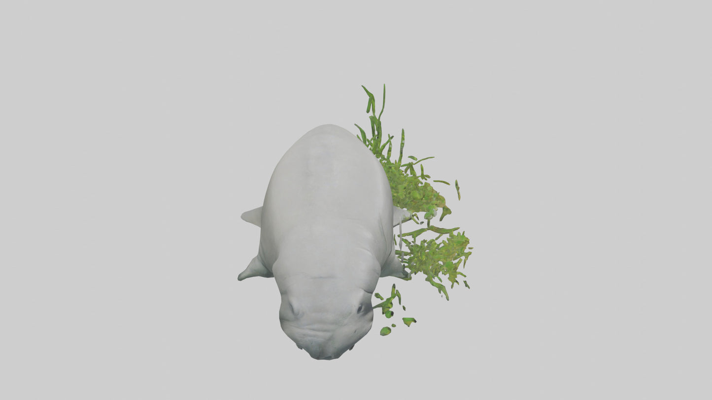 3D model Manatee grazing on seagrass model VR / AR / low-poly