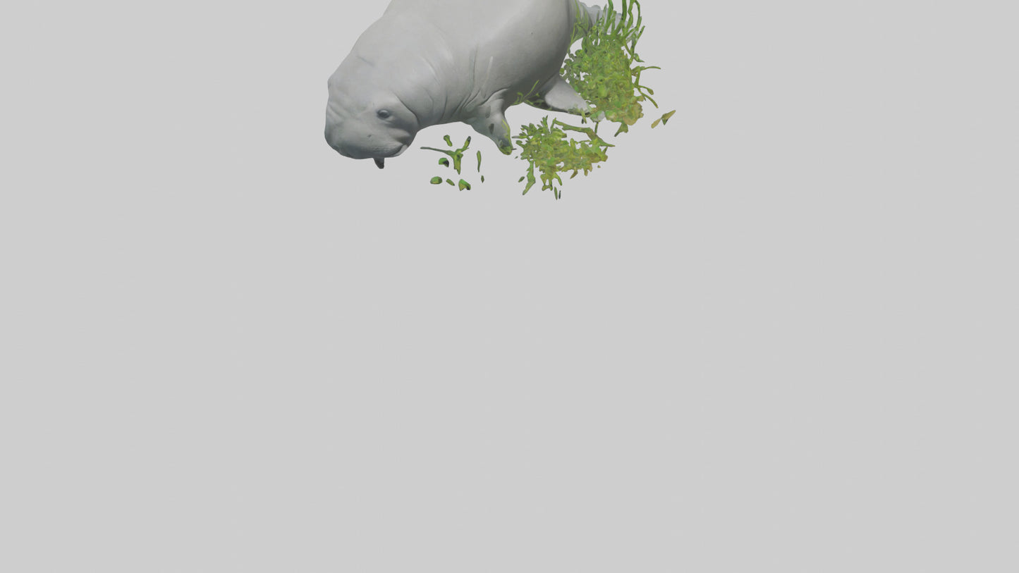 3D model Manatee grazing on seagrass model VR / AR / low-poly