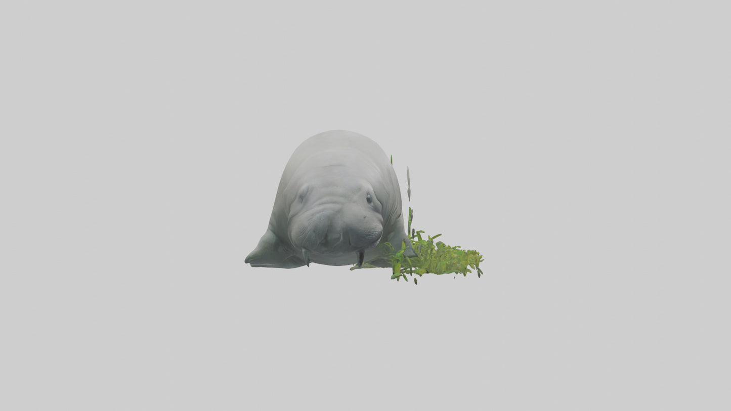 3D model Manatee grazing on seagrass model VR / AR / low-poly