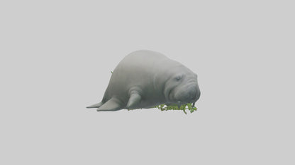 3D model Manatee grazing on seagrass model VR / AR / low-poly