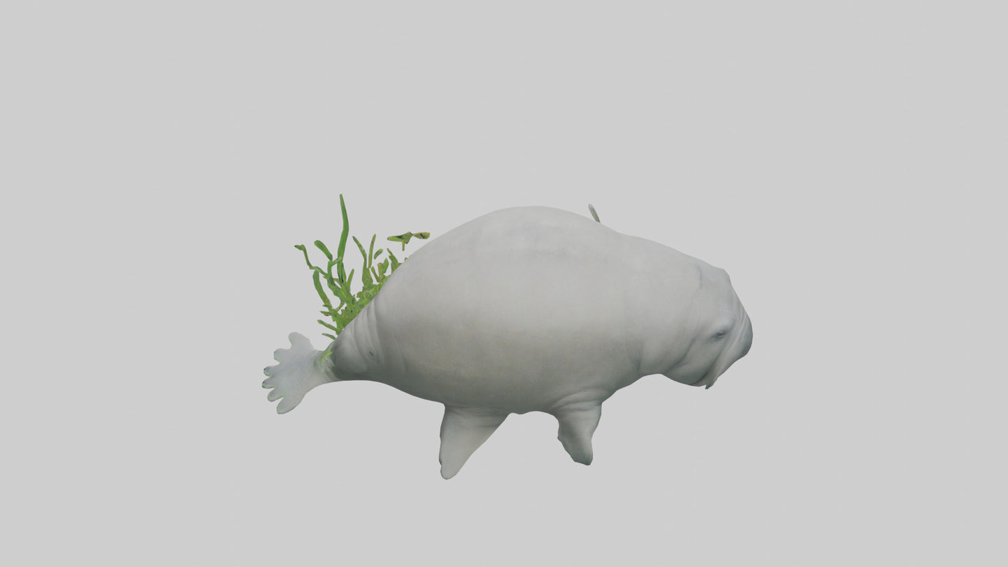 3D model Manatee grazing on seagrass model VR / AR / low-poly