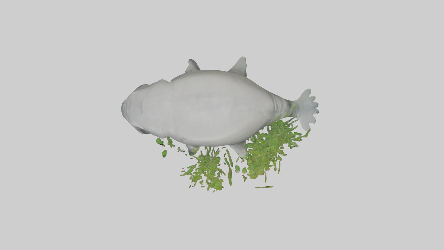 3D model Manatee grazing on seagrass model VR / AR / low-poly