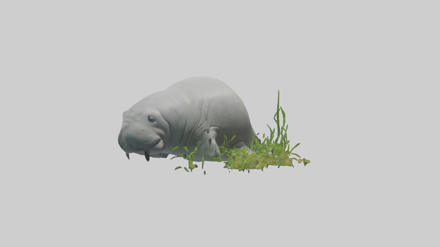 3D model Manatee grazing on seagrass model VR / AR / low-poly