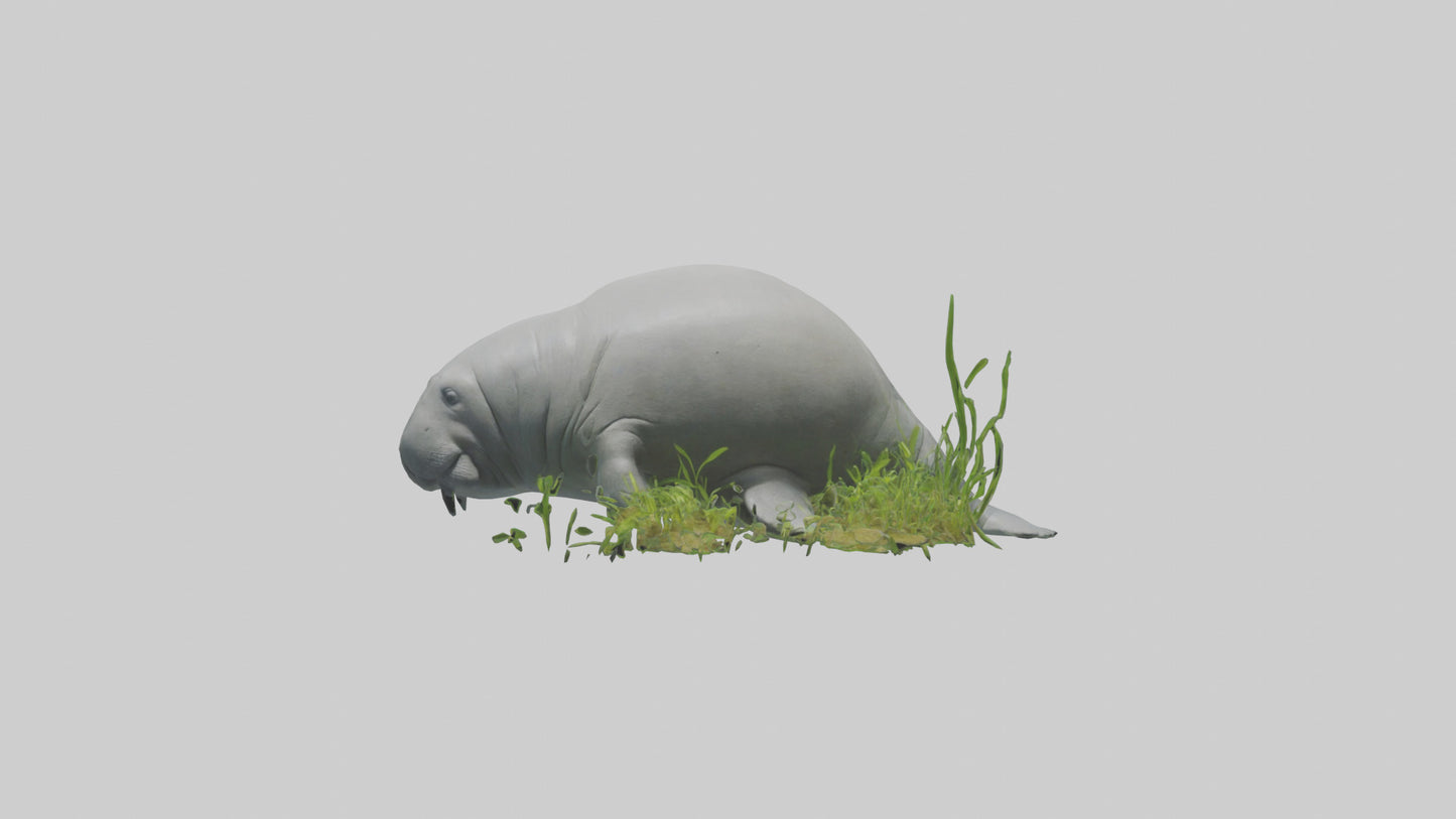 3D model Manatee grazing on seagrass model VR / AR / low-poly
