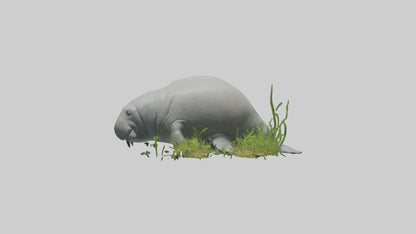 3D model Manatee grazing on seagrass model VR / AR / low-poly