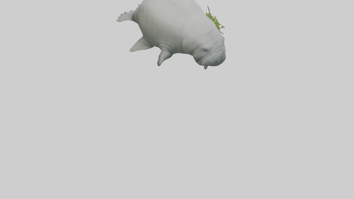 3D model Manatee grazing on seagrass model VR / AR / low-poly