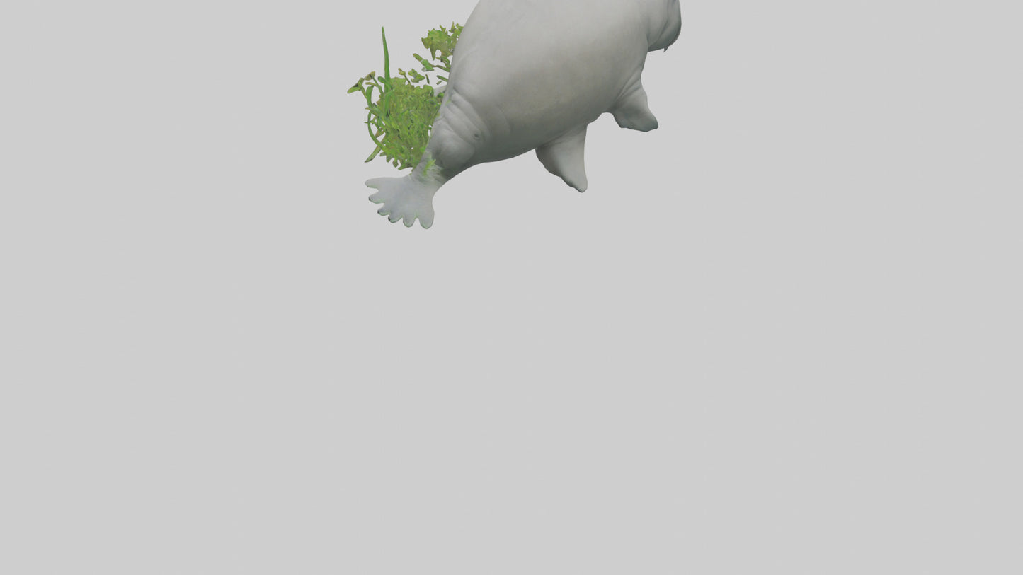3D model Manatee grazing on seagrass model VR / AR / low-poly