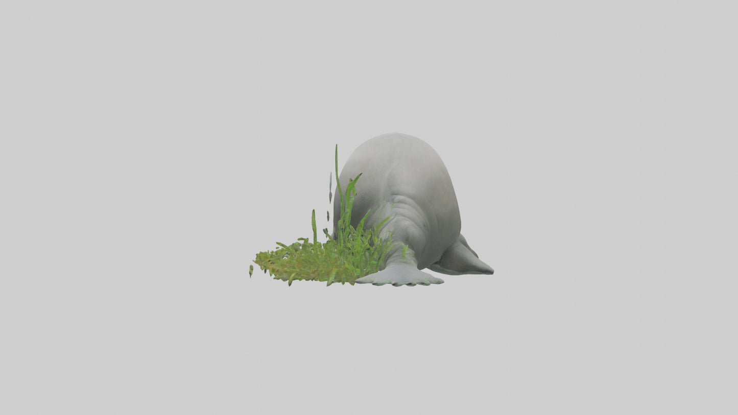 3D model Manatee grazing on seagrass model VR / AR / low-poly