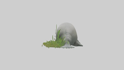 3D model Manatee grazing on seagrass model VR / AR / low-poly