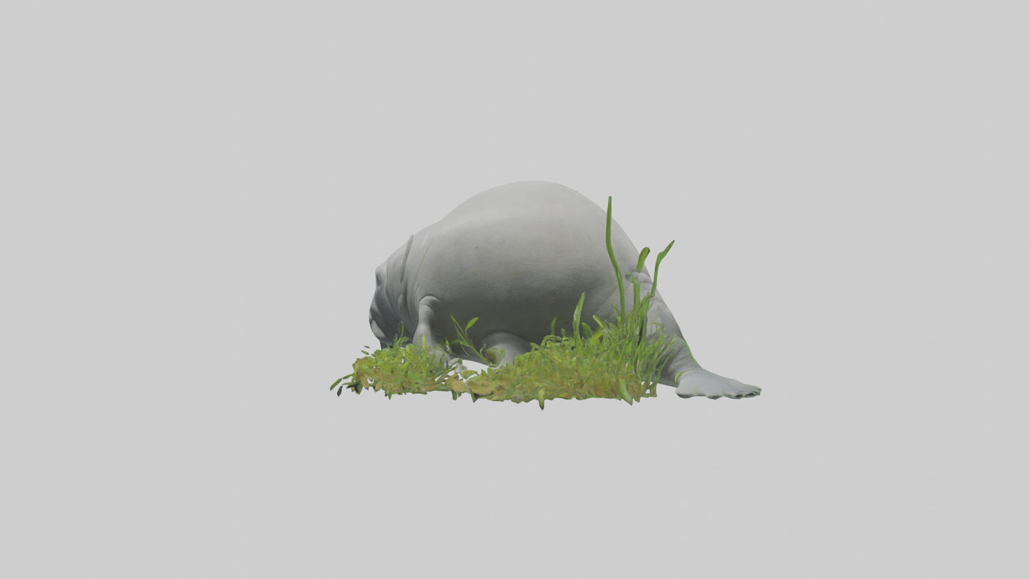 3D model Manatee grazing on seagrass model VR / AR / low-poly