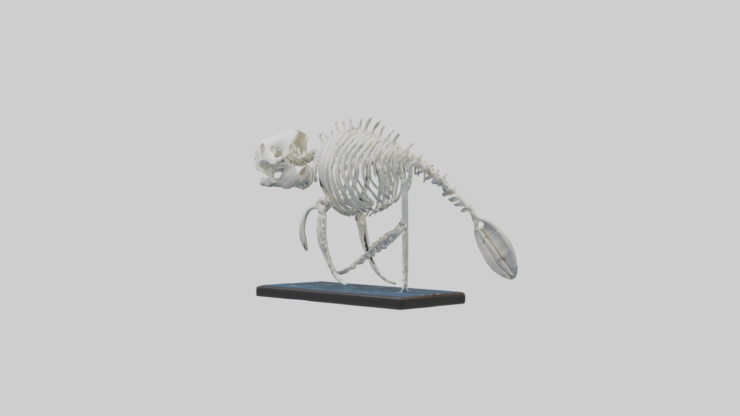 3D model Manatee Skeleton model VR / AR / low-poly