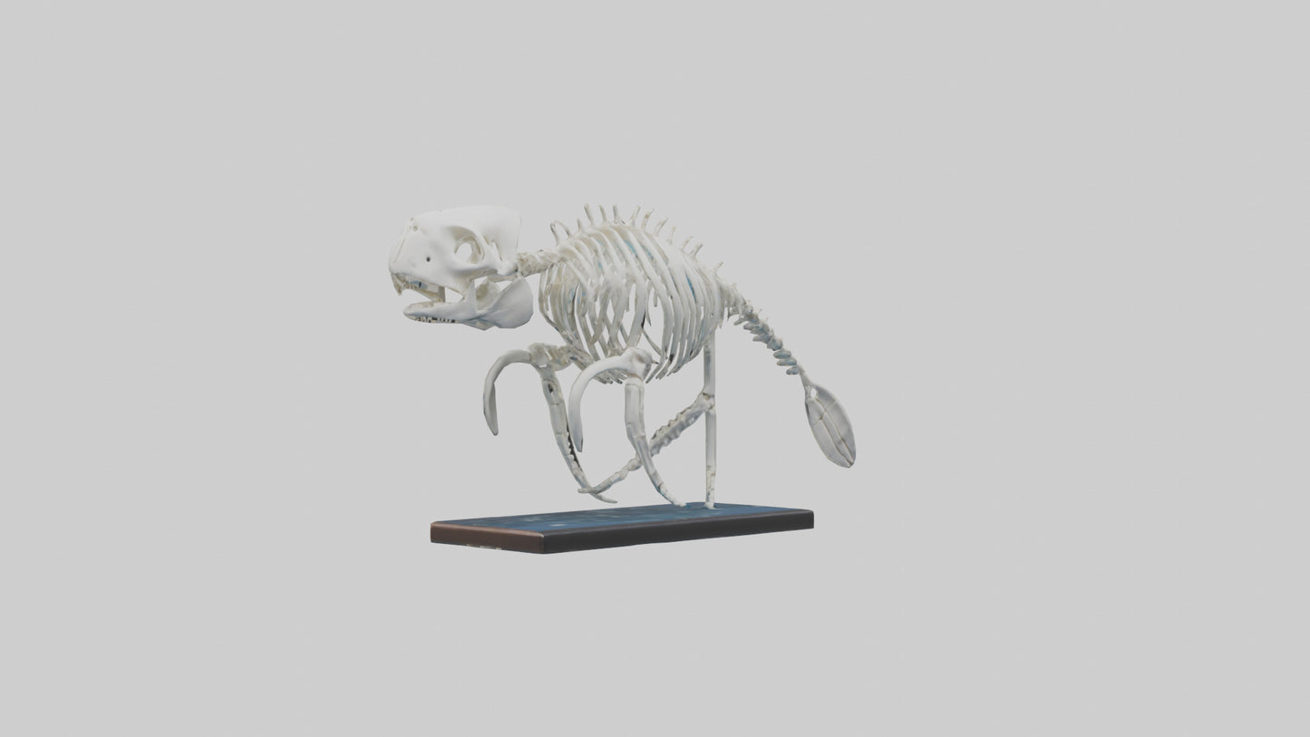 3D model Manatee Skeleton model VR / AR / low-poly