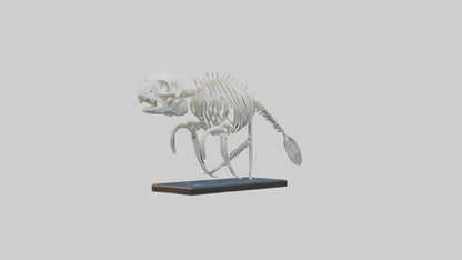 3D model Manatee Skeleton model VR / AR / low-poly
