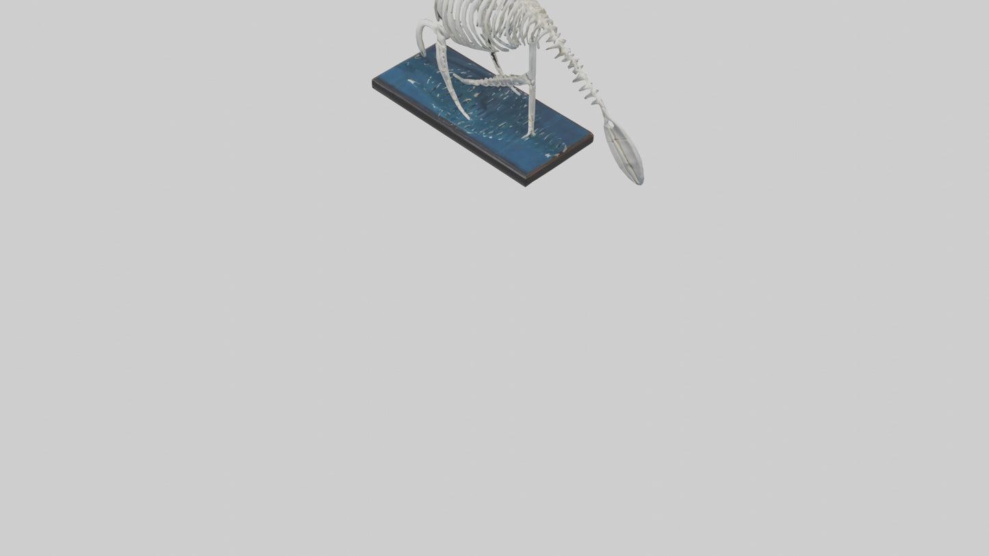 3D model Manatee Skeleton model VR / AR / low-poly