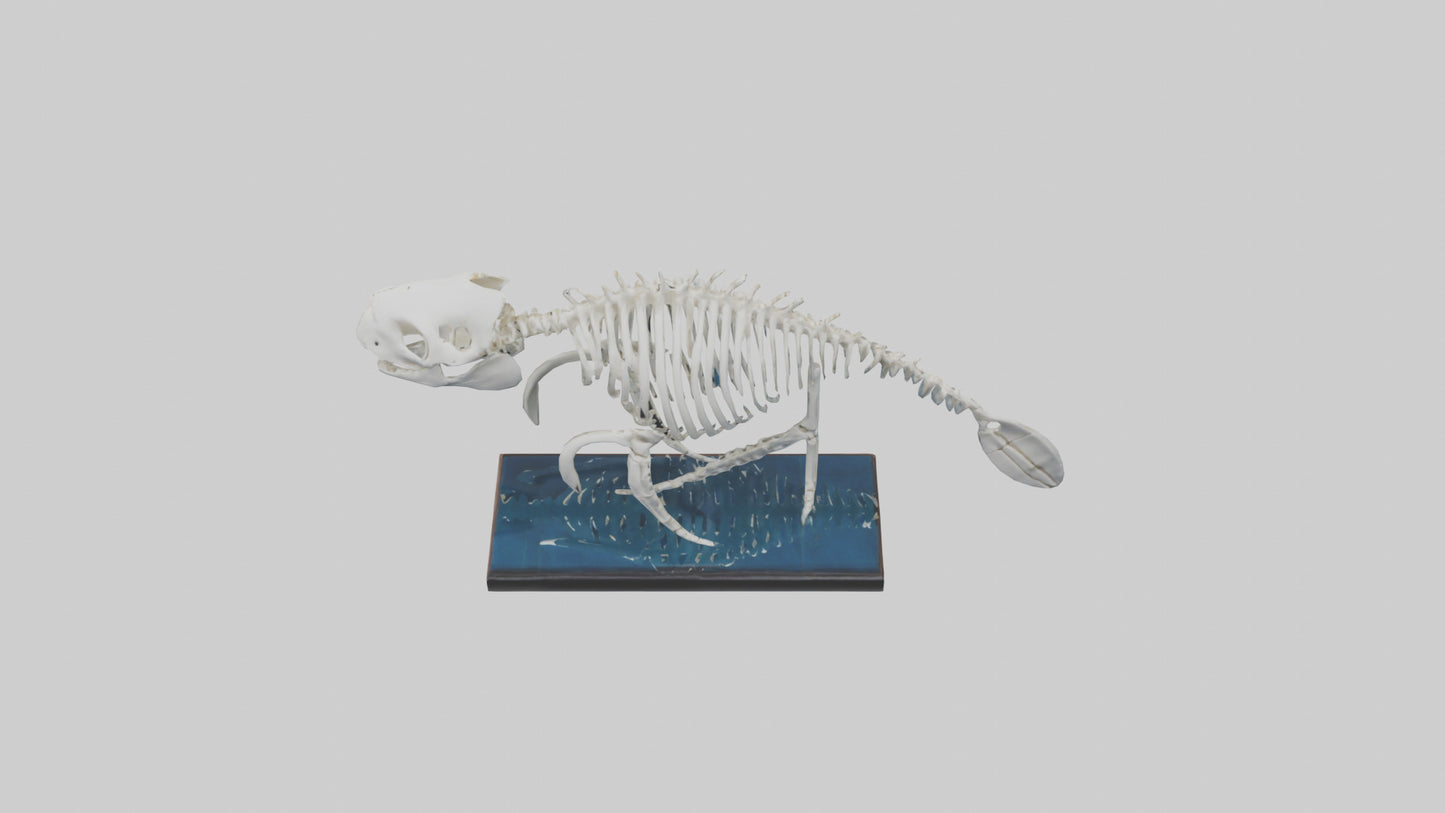 3D model Manatee Skeleton model VR / AR / low-poly