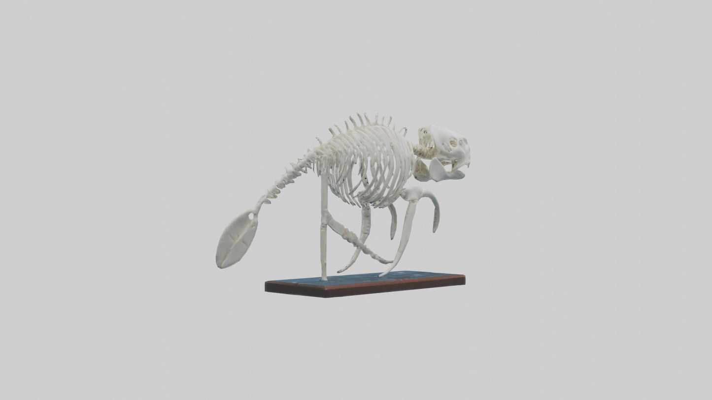 3D model Manatee Skeleton model VR / AR / low-poly