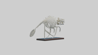 3D model Manatee Skeleton model VR / AR / low-poly