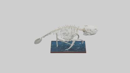 3D model Manatee Skeleton model VR / AR / low-poly