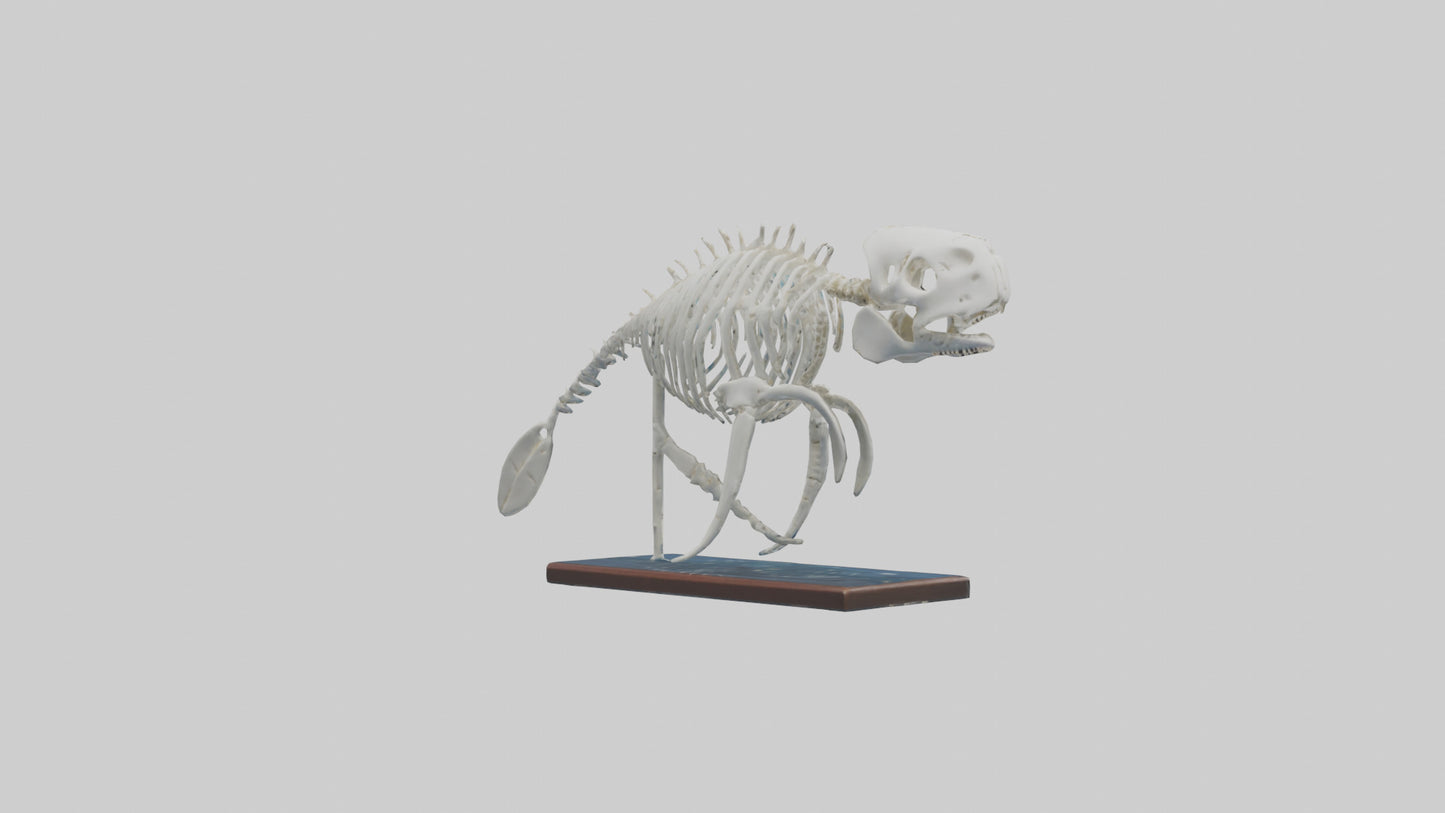 3D model Manatee Skeleton model VR / AR / low-poly