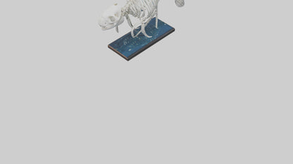 3D model Manatee Skeleton model VR / AR / low-poly