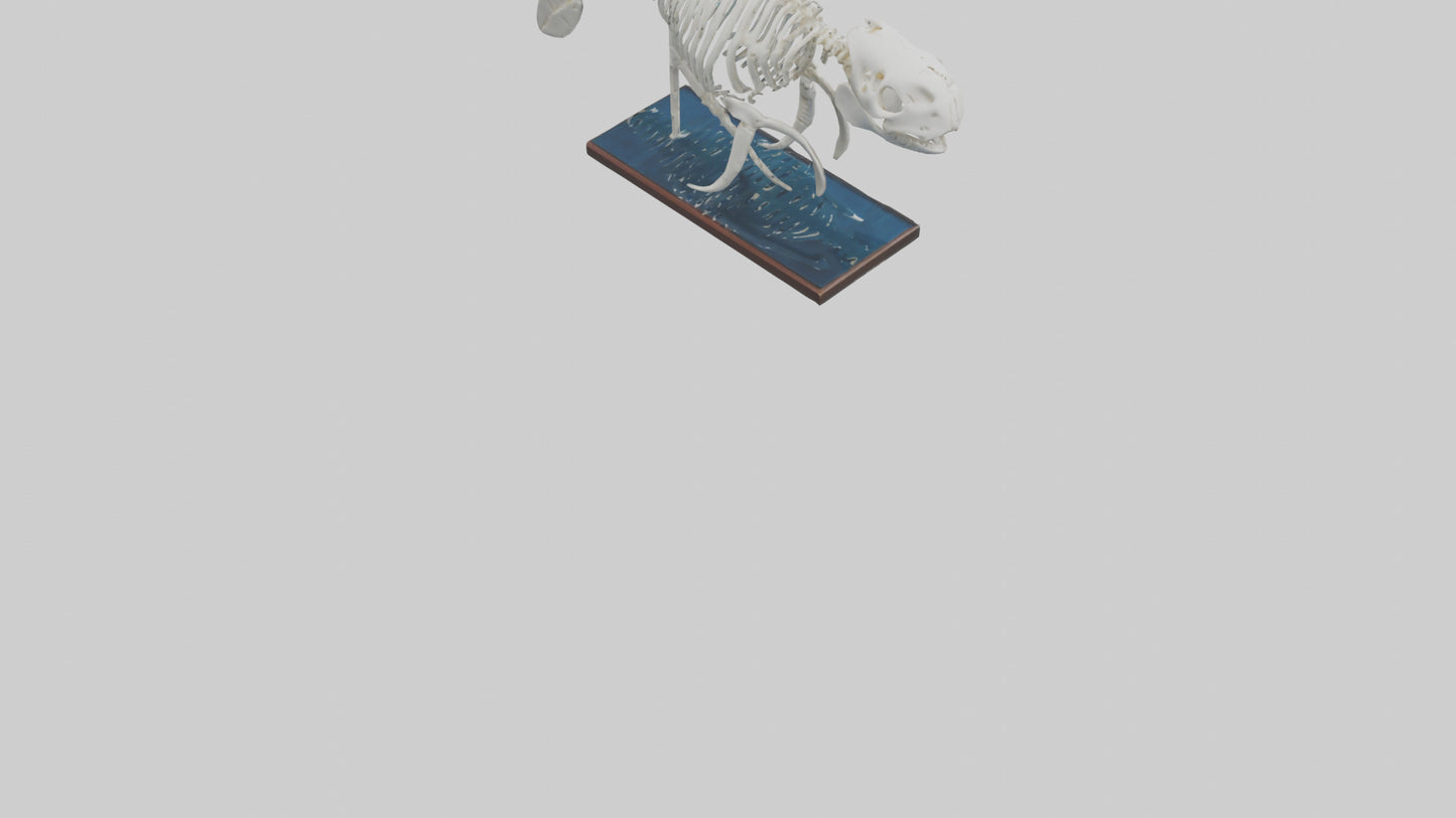3D model Manatee Skeleton model VR / AR / low-poly