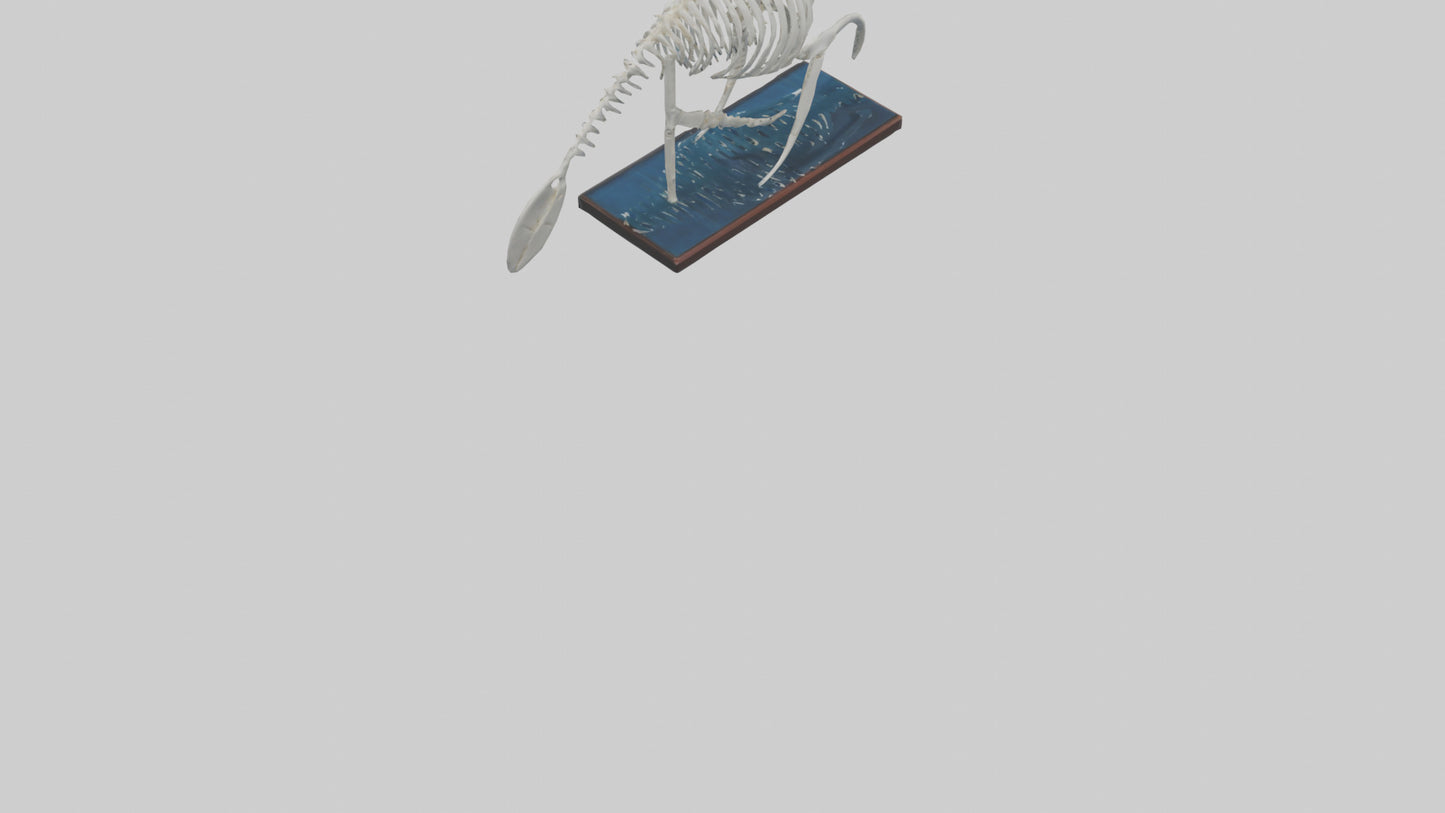 3D model Manatee Skeleton model VR / AR / low-poly