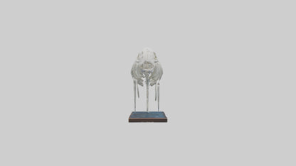 3D model Manatee Skeleton model VR / AR / low-poly