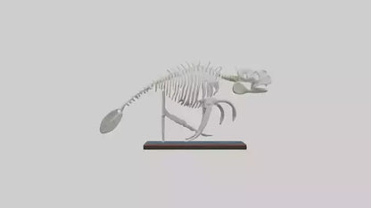 3D model Manatee Skeleton model VR / AR / low-poly