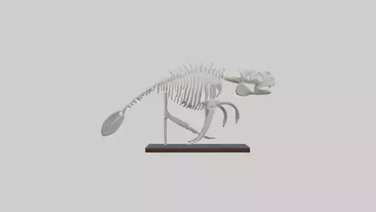 3D model Manatee Skeleton model VR / AR / low-poly
