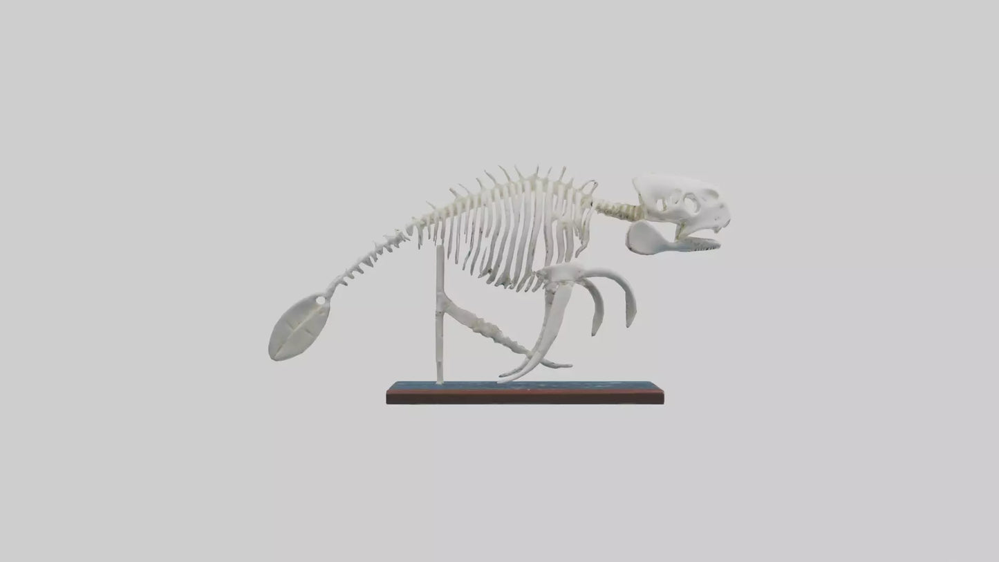 3D model Manatee Skeleton model VR / AR / low-poly