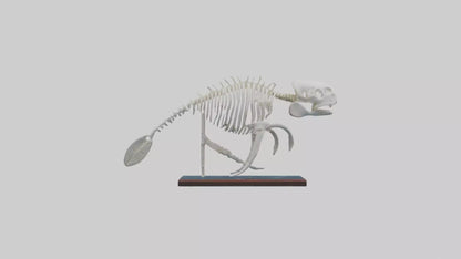 3D model Manatee Skeleton model VR / AR / low-poly