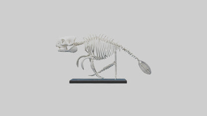 3D model Manatee Skeleton model VR / AR / low-poly
