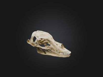 3D model Mandible Skeleton VR / AR / low-poly
