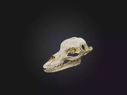 3D model Mandible Skeleton VR / AR / low-poly